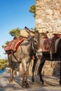 Donkey taxi Ã¢â¬â donkeys used to carry tourists to Acropolis of L